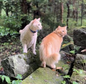 私について