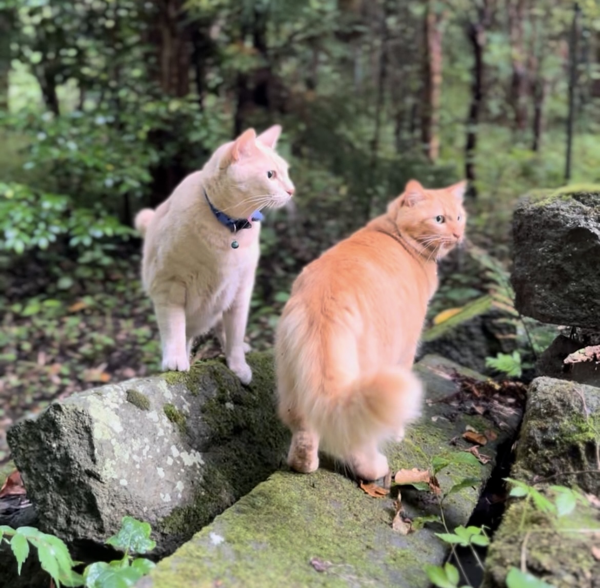 ねこはたのひと Yasuko のプロフィール