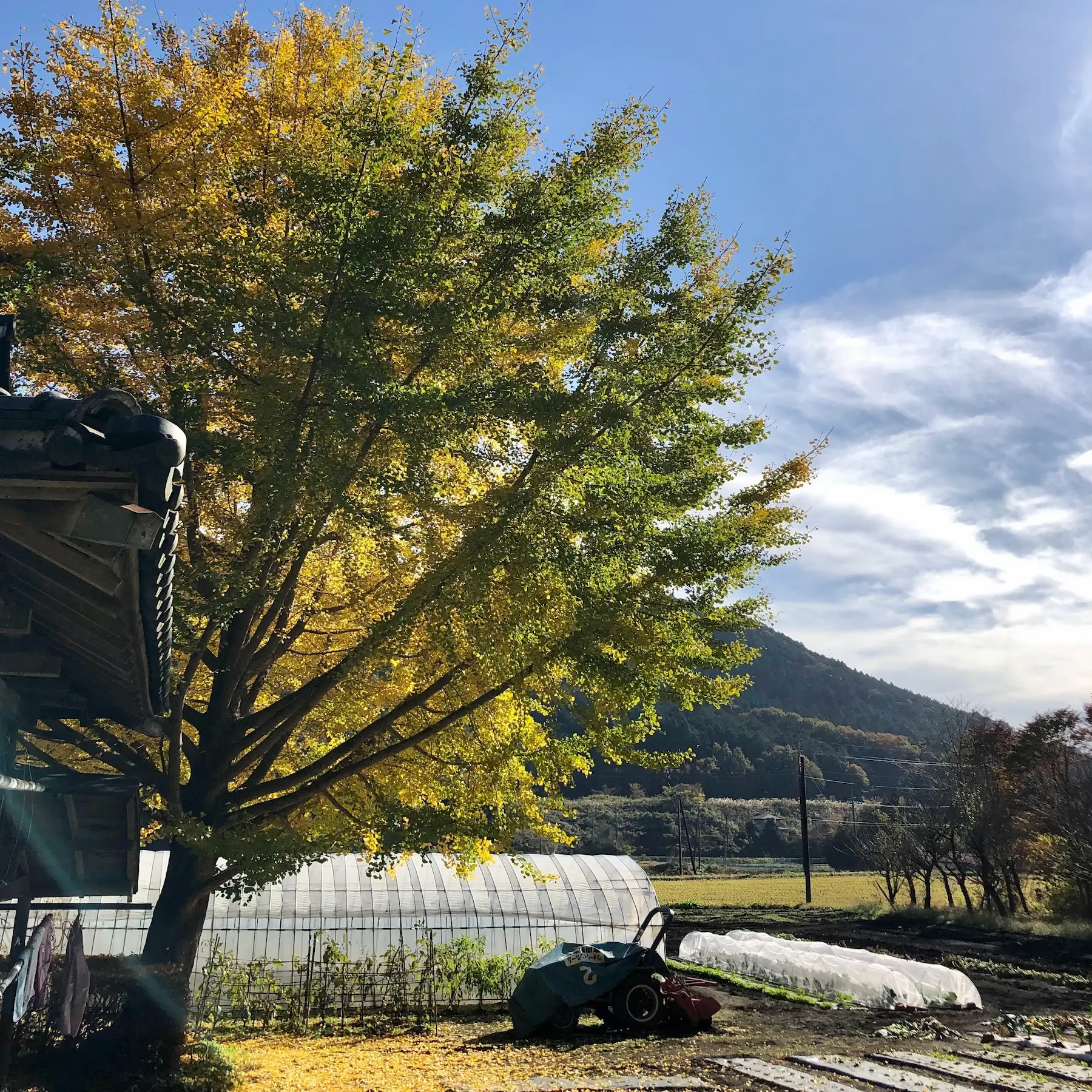 畑の風景