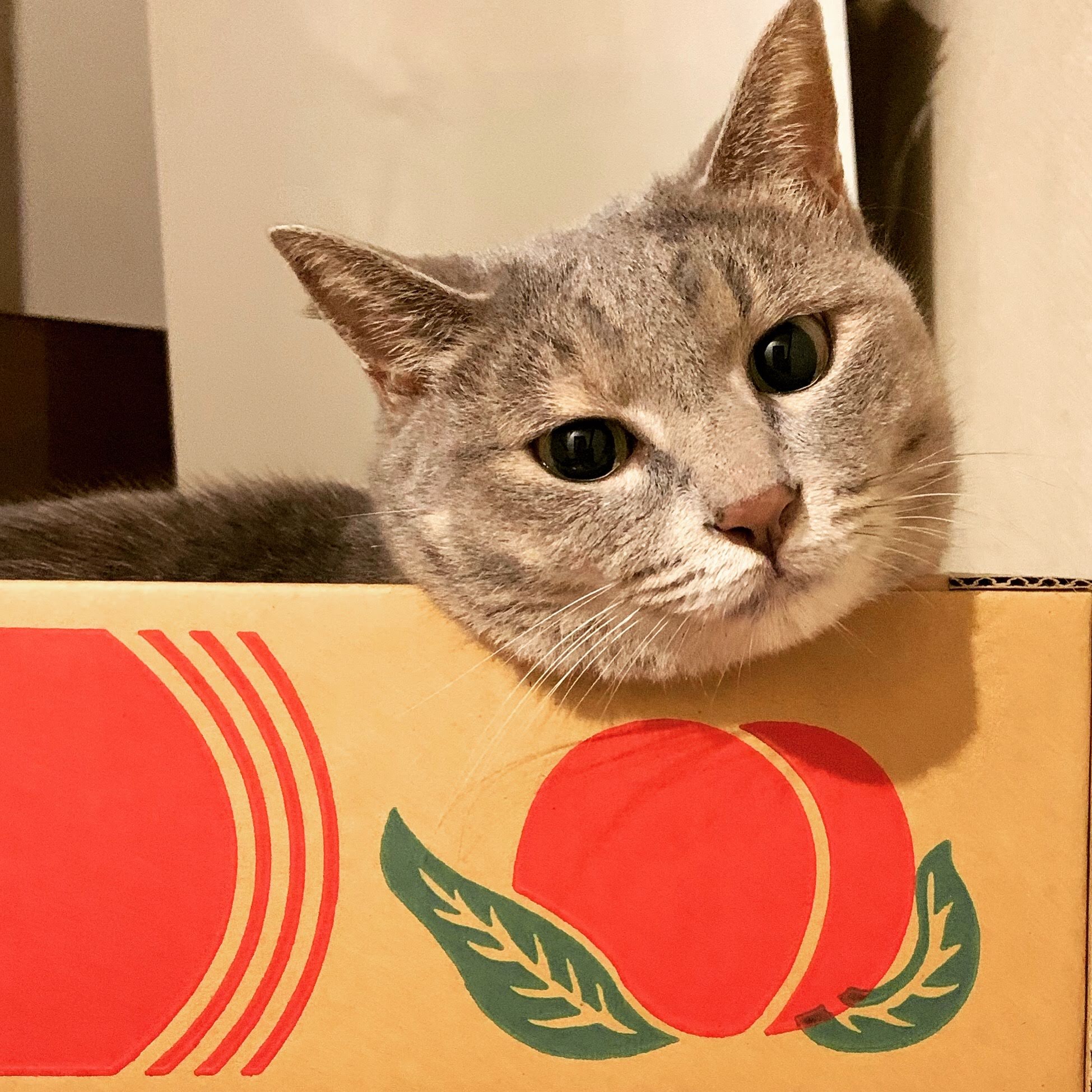 グウ子