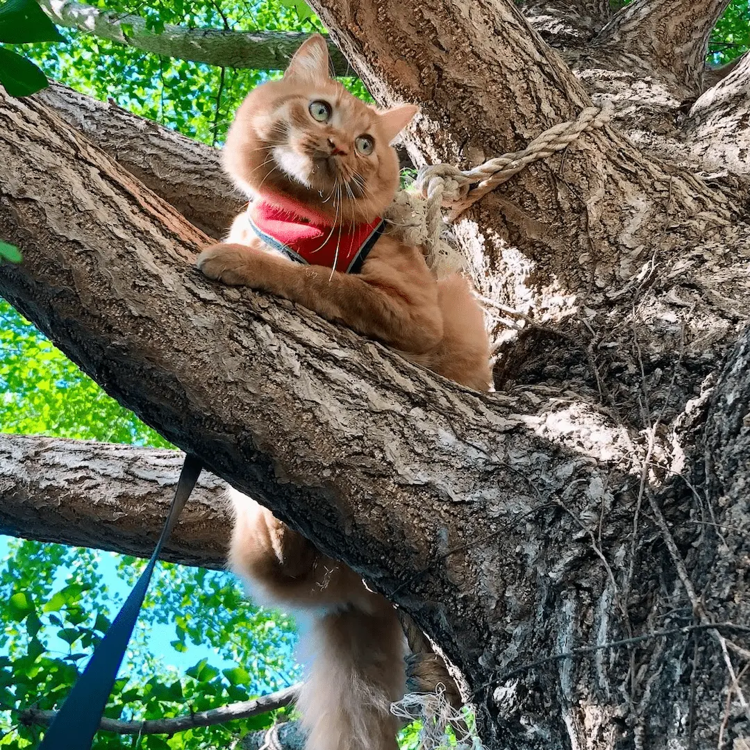 木登りする猫