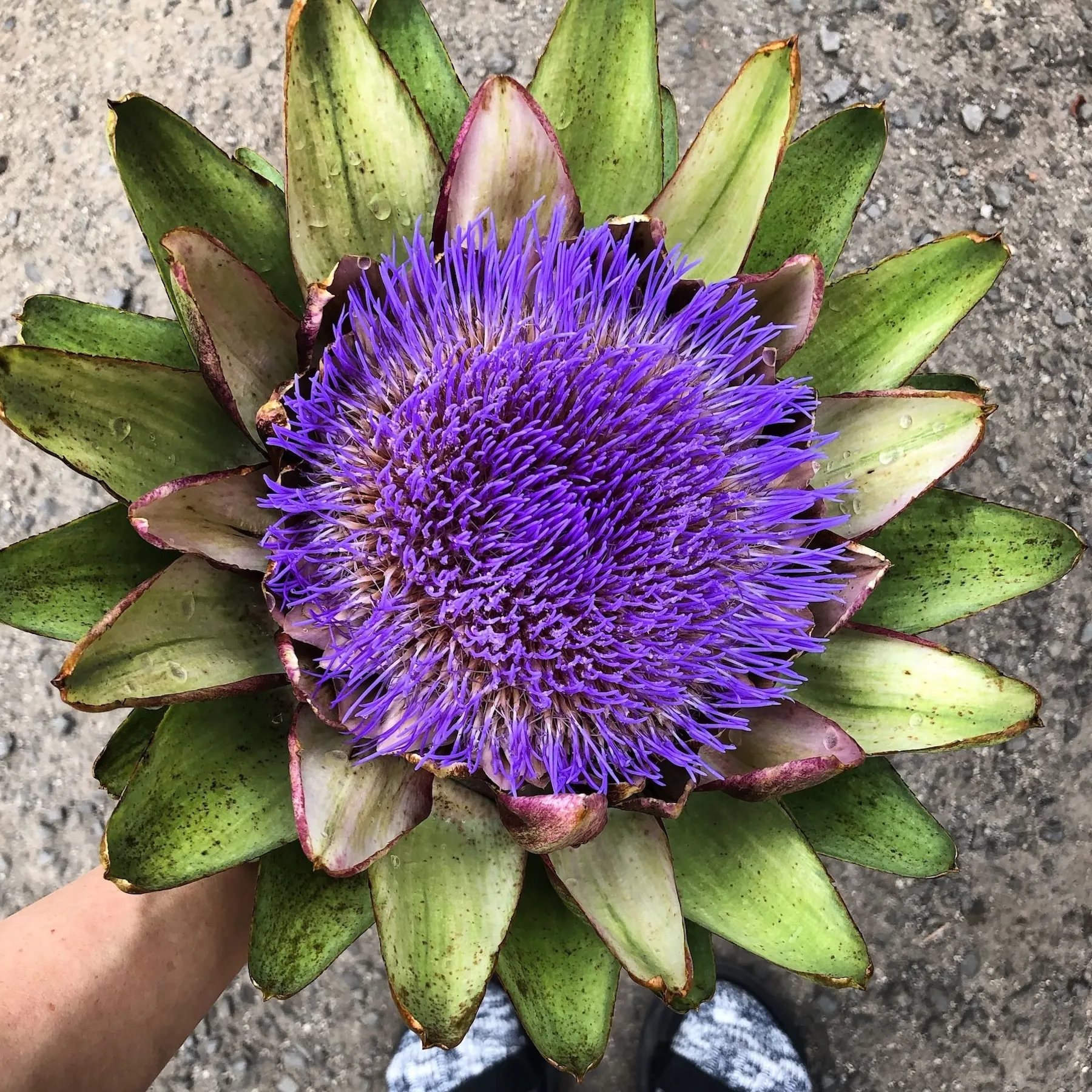 大きな紫色の花が咲いたアーティチョーク