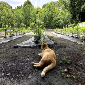 夏野菜の苗が並ぶ畑とくつろぐ茶トラ猫