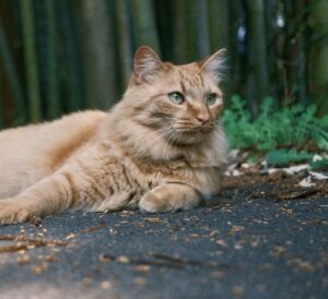 緑の小道に寝そべってくつろぐ猫
