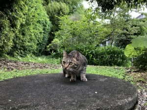 我が家に遊びに来る隣の猫、ヒジキ