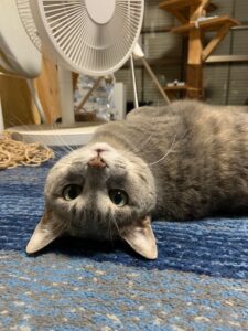 扇風機の前でお腹を見せて寝転ぶ猫