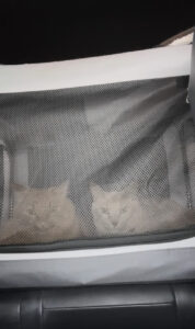 大きなキャリーに入って二拠点を一緒に移動する我が家の猫
