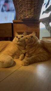 顔をくっつけて座る兄弟猫のおチュンとカル坊や