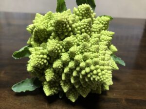 幾何学模様が美しい収穫したロマネスコ