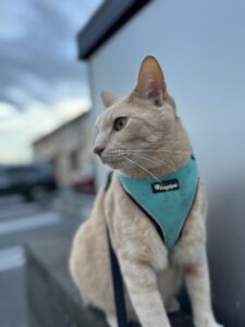 市街地の公園でハーネスをつけて散歩する猫カル坊
