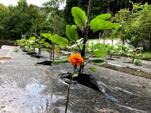 マルチを張った畑に定植したなすの苗と株元のマリーゴールド
