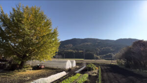 水道ホースを引いて水やりをする広い家庭菜園の畑