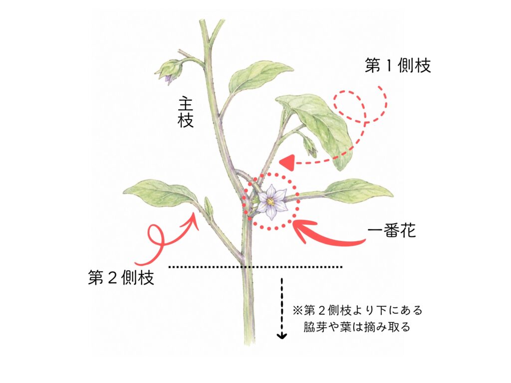 三本仕立ての説明図