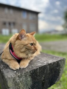 市街地の公園でハーネスをつけて散歩する猫おチュン