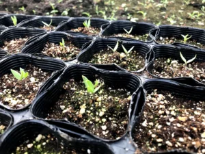 ホームセンターの種まき用の土を入れたポットから芽が出た家庭菜園の準備