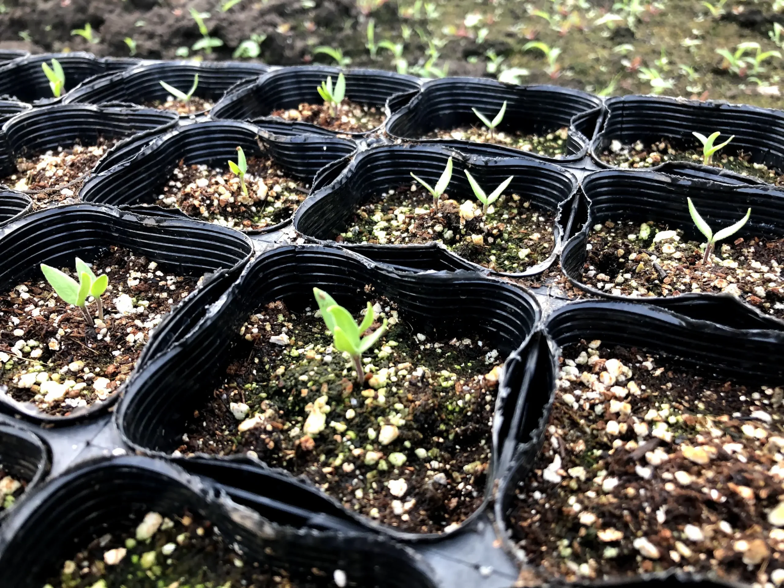 ホームセンターの種まき用の土を入れたポットから芽が出た家庭菜園の準備