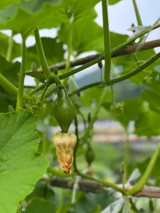 受粉して宙に下がる、花が終わったばかりのロロンかぼちゃの小さな実