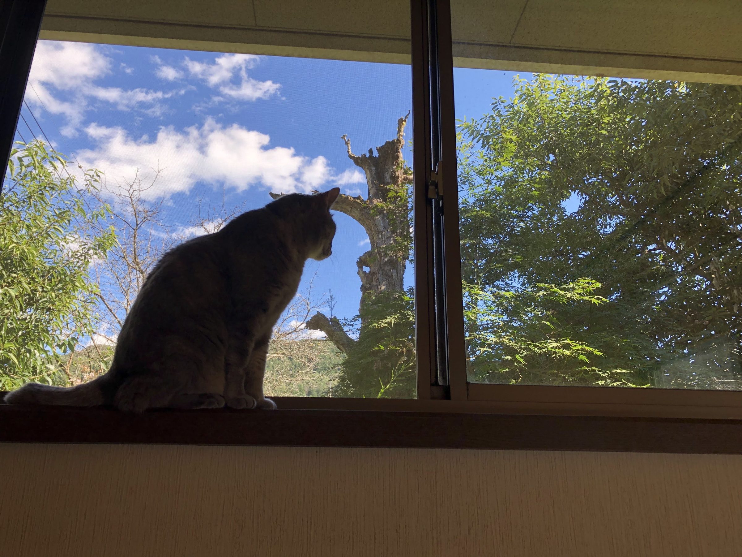 At the window