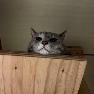 多頭飼いのボス猫グウ子