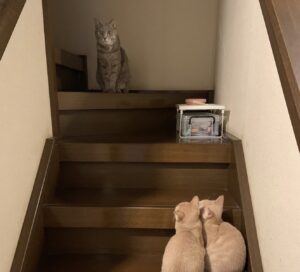 保護後のボス猫感がすごいグウ子