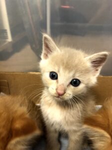 8匹のリーダー的存在の猫モモ助