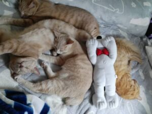4匹一緒に眠る仲良しの猫たち