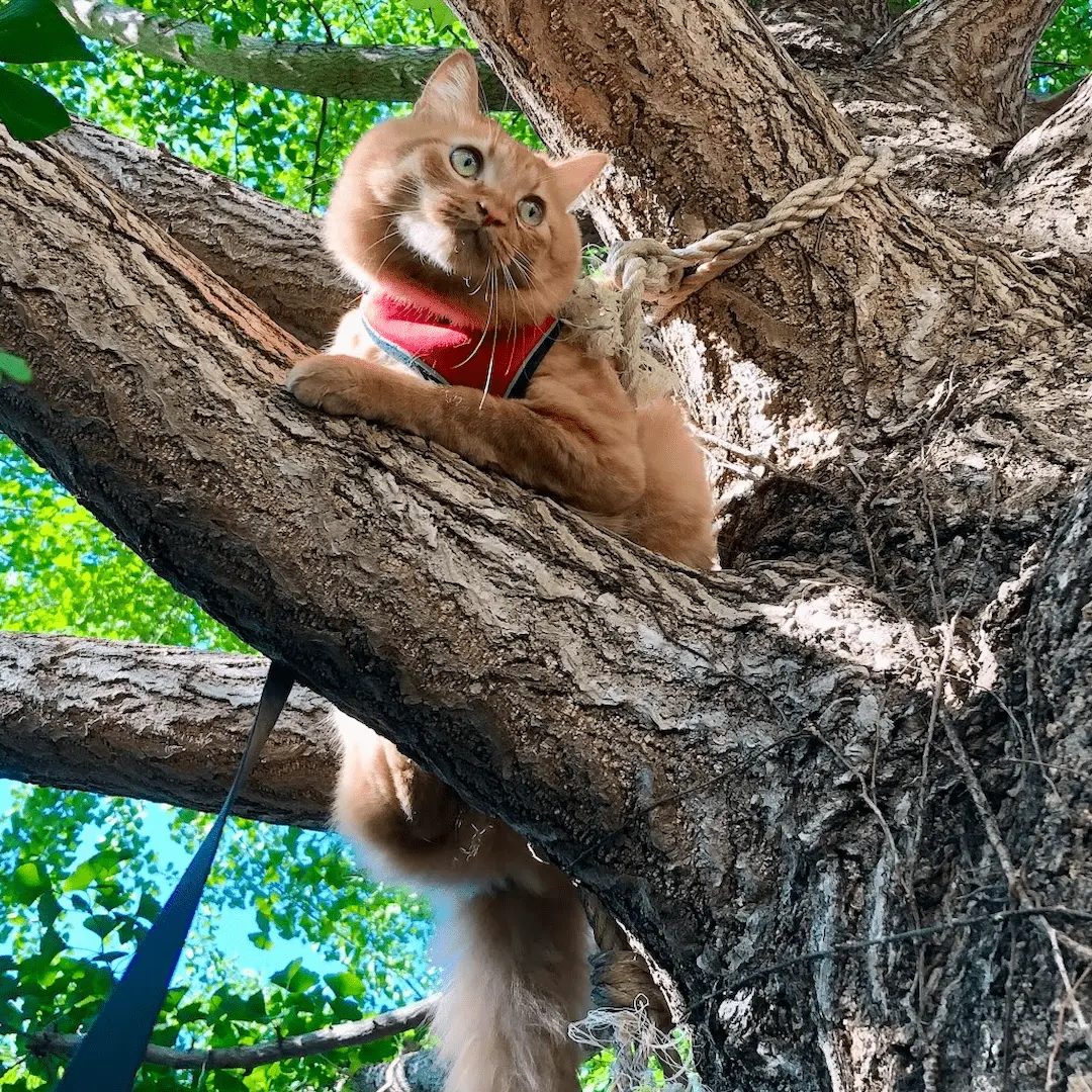 Up the tree