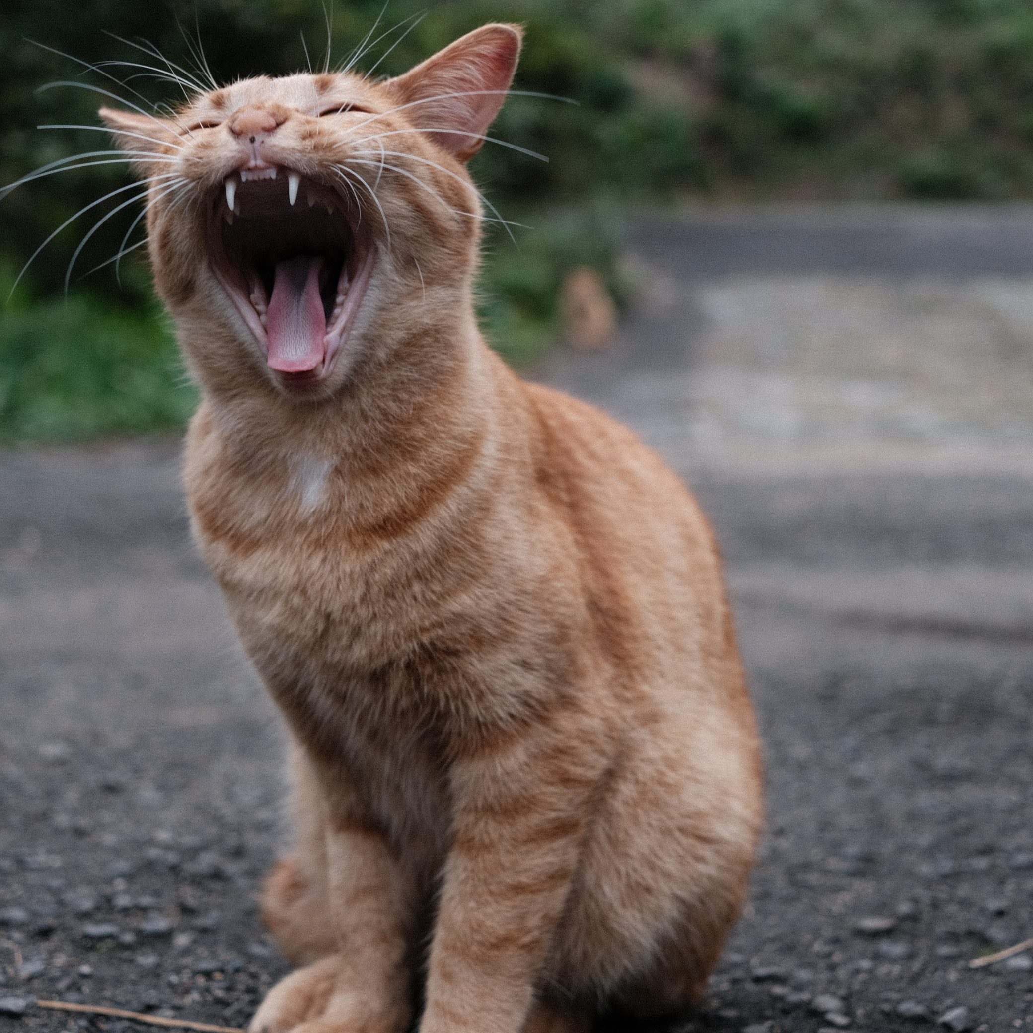 A big yawn