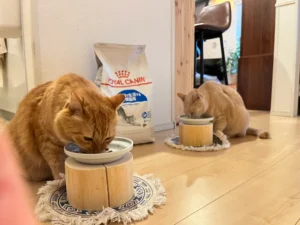 2匹並んでご飯を食べる様子