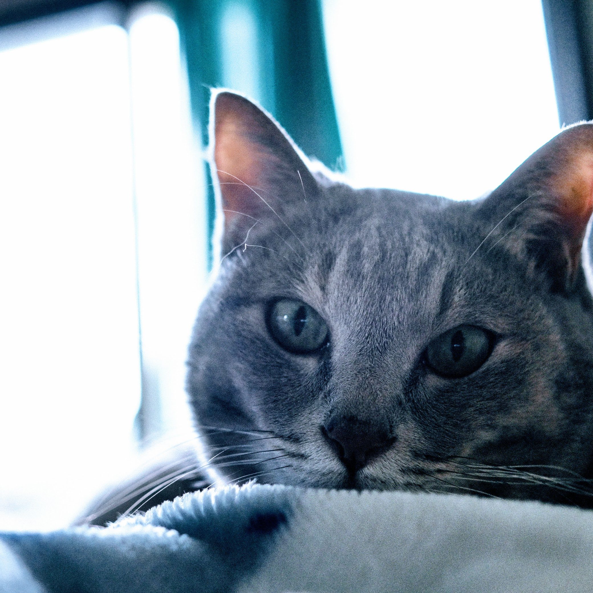 A face at the window