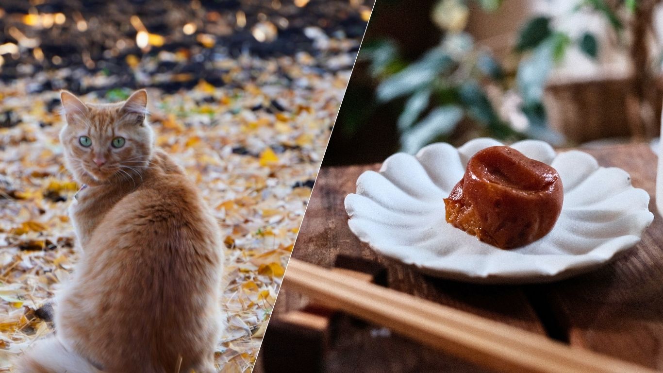 A cat among fallen leaves, and a home-pickled umeboshi on a chrysanthemum dish