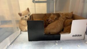 保護した時は別々の部屋でお世話をされた子猫たち