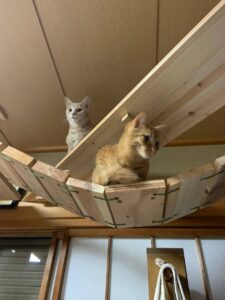 慣れてきて部屋を自由に行き来できるようになった猫たち