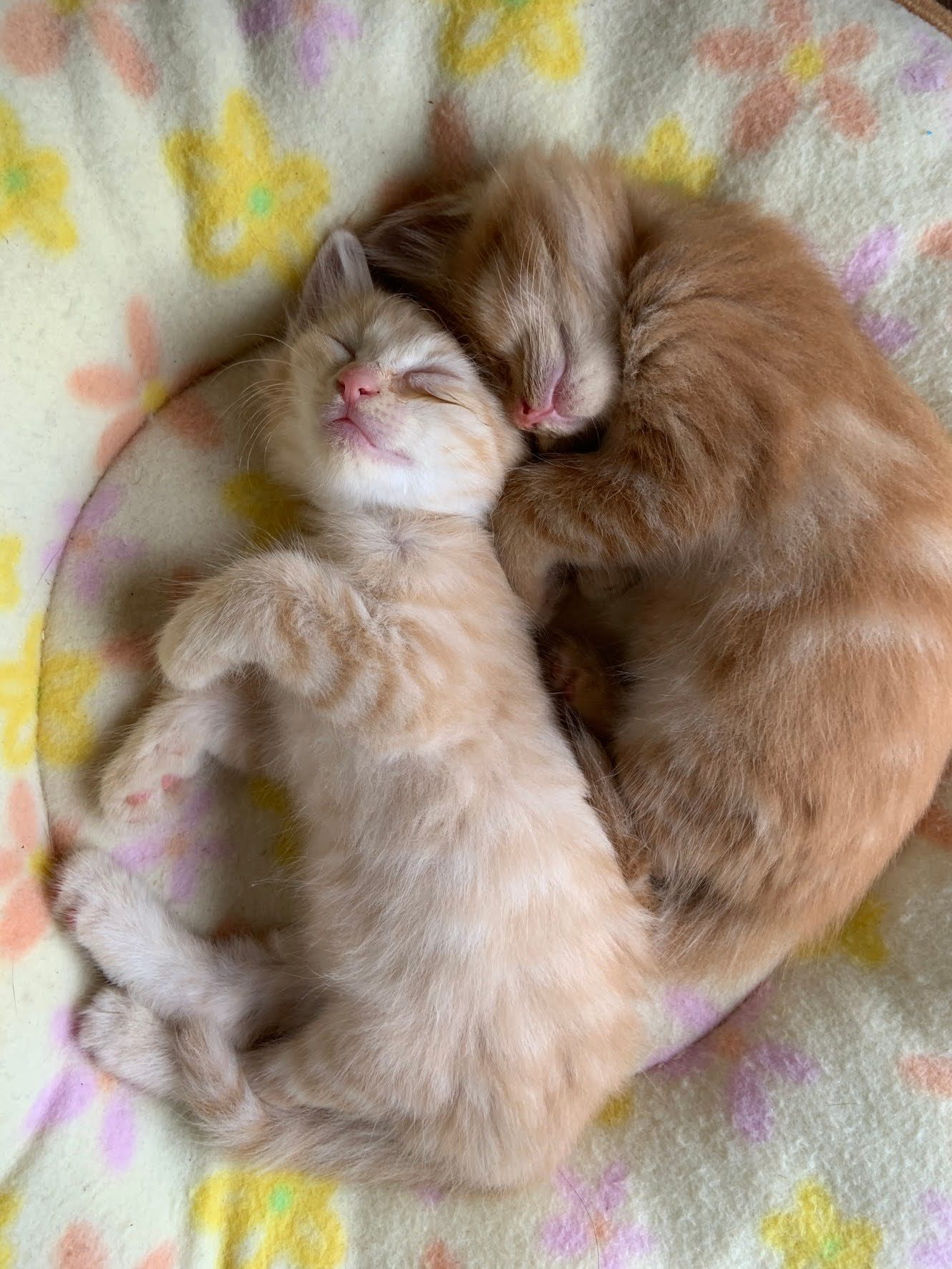Kittens asleep
