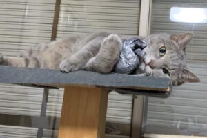 お茶目なグウ子