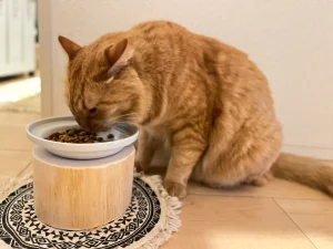 新しいお皿でご飯を食べるおチュン