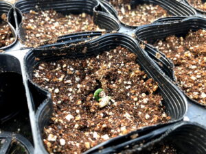 セルトレーで発芽したロマネスコの双葉