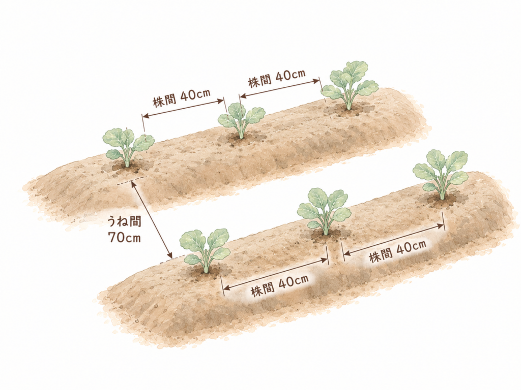 ロマネスコの植えつけ間隔の図（うね間70cm・株間40cm）