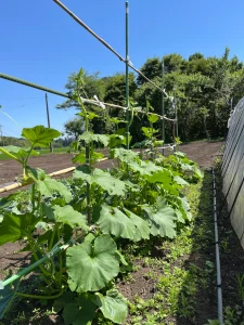 空中栽培の棚に伸び始めたロロンかぼちゃのつる(園芸用の支柱と竹の棚)