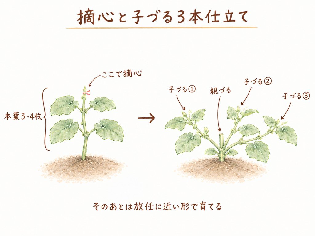 摘心と子づる3本仕立ての図解(本葉3〜4枚で摘心し、子づるを3本伸ばす)