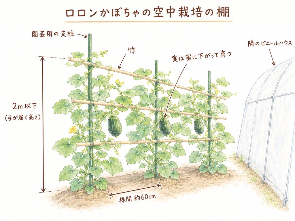 空中栽培の棚に伸び始めたロロンかぼちゃのつる(園芸用の支柱と竹の棚)