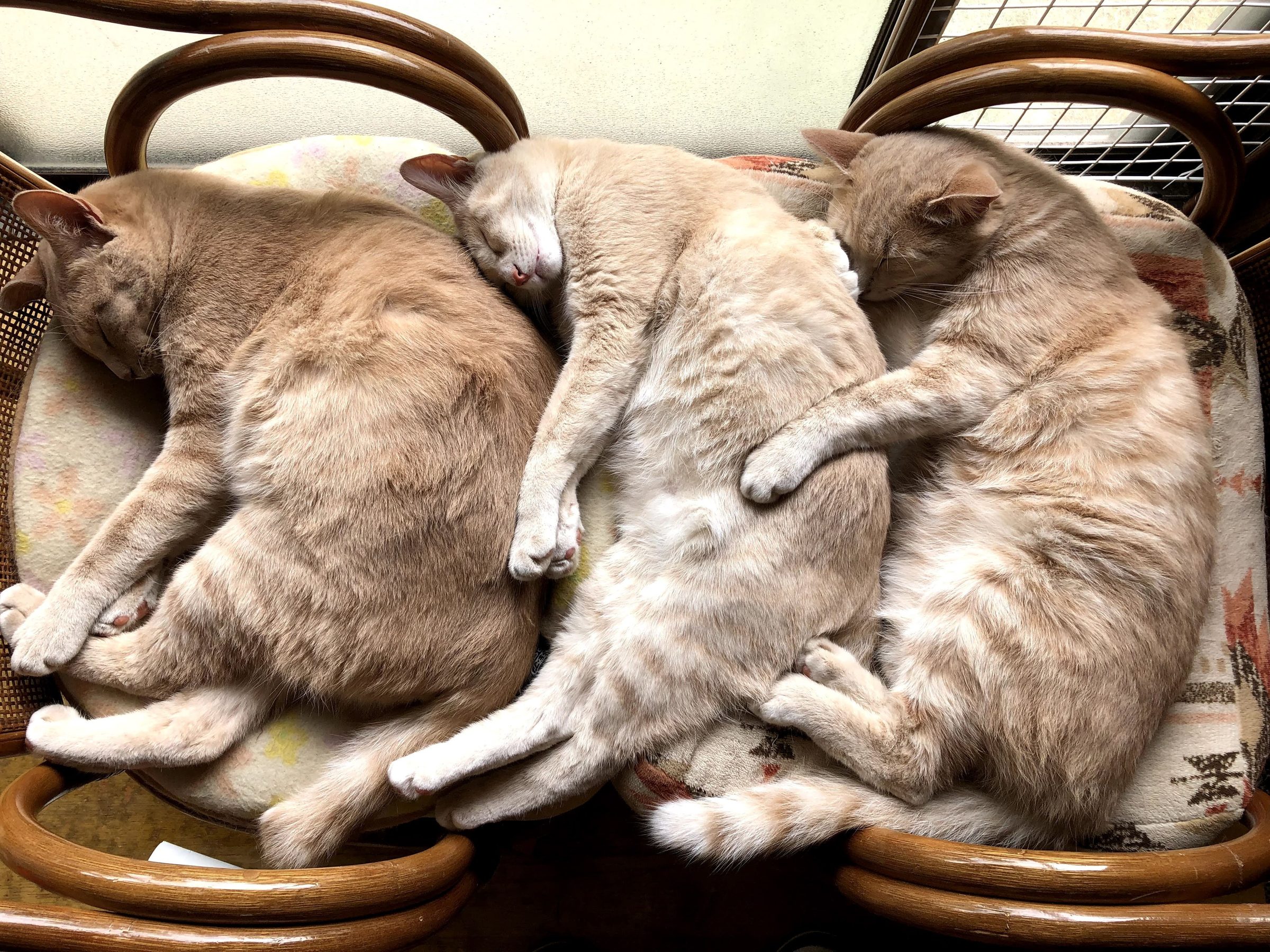 Three in the chair