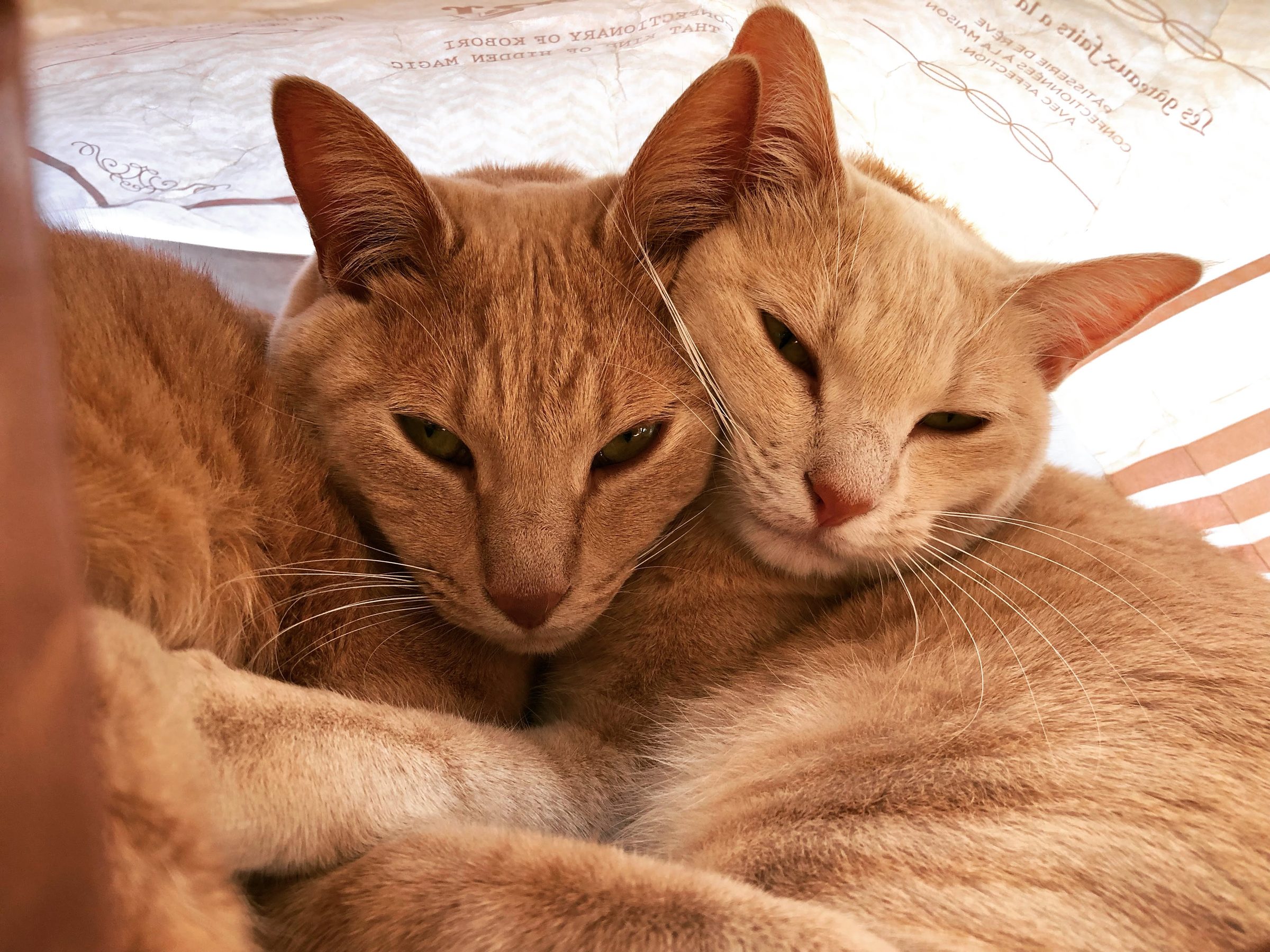 Cheek to cheek