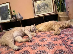 ラグの上で頭を寄せ合って眠る兄弟猫のおチュンとカル坊