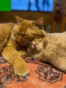 顔をくっつけてくつろぐ兄弟猫のおチュンとカル坊